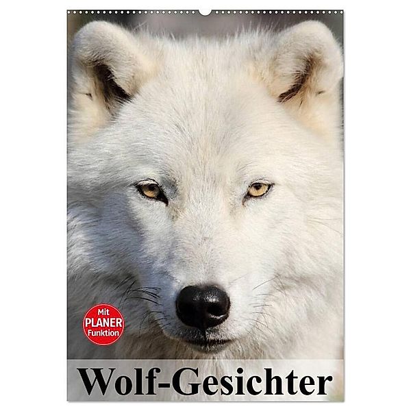 Wolf-Gesichter (Wandkalender 2024 DIN A2 hoch), CALVENDO Monatskalender, Elisabeth Stanzer