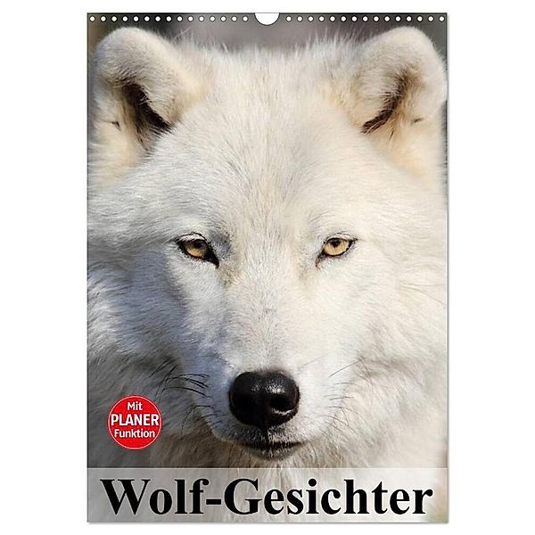 Wolf-Gesichter (Wandkalender 2024 DIN A3 hoch), CALVENDO Monatskalender, Elisabeth Stanzer