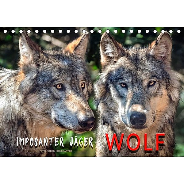 Wolf - Imposanter Jäger (Tischkalender 2021 DIN A5 quer), Peter Roder