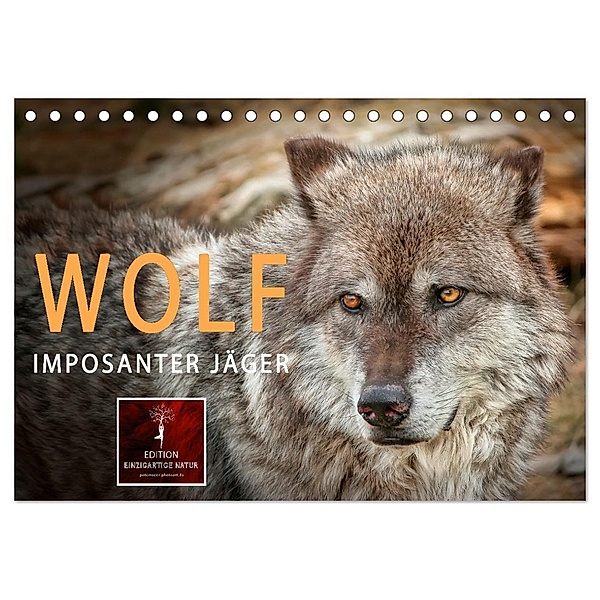 Wolf - Imposanter Jäger (Tischkalender 2025 DIN A5 quer), CALVENDO Monatskalender, Calvendo, Peter Roder