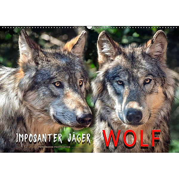 Wolf - Imposanter Jäger (Wandkalender 2019 DIN A2 quer), Peter Roder
