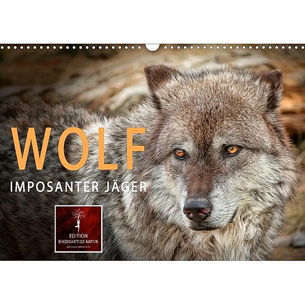 Wolf - Imposanter Jäger (Wandkalender 2022 DIN A3 quer), Peter Roder