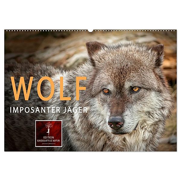 Wolf - Imposanter Jäger (Wandkalender 2024 DIN A2 quer), CALVENDO Monatskalender, Peter Roder