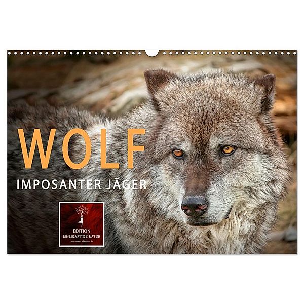 Wolf - Imposanter Jäger (Wandkalender 2024 DIN A3 quer), CALVENDO Monatskalender, Peter Roder