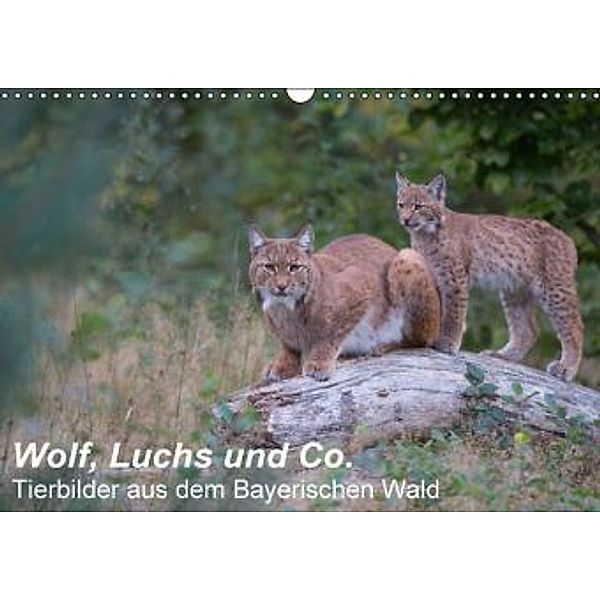 Wolf, Luchs und Co. - Tierbilder aus dem Bayerischen Wald (Wandkalender 2016 DIN A3 quer), Klaus Buchmann