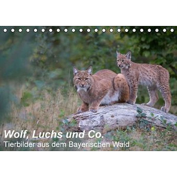 Wolf, Luchs und Co. - Tierbilder aus dem Bayerischen Wald (Tischkalender 2016 DIN A5 quer), Klaus Buchmann