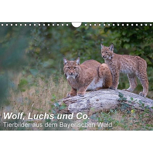 Wolf, Luchs und Co. - Tierbilder aus dem Bayerischen Wald (Wandkalender 2017 DIN A4 quer), Klaus Buchmann