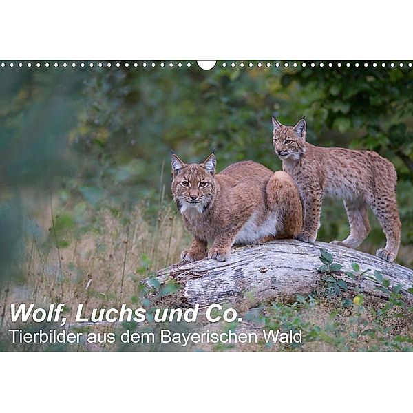 Wolf, Luchs und Co. - Tierbilder aus dem Bayerischen Wald (Wandkalender 2021 DIN A3 quer), Klaus Buchmann, www.klaus-buchmann.de