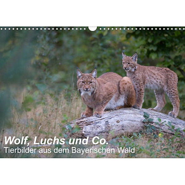 Wolf, Luchs und Co. - Tierbilder aus dem Bayerischen Wald (Wandkalender 2022 DIN A3 quer), www.klaus-buchmann.de, Klaus Buchmann