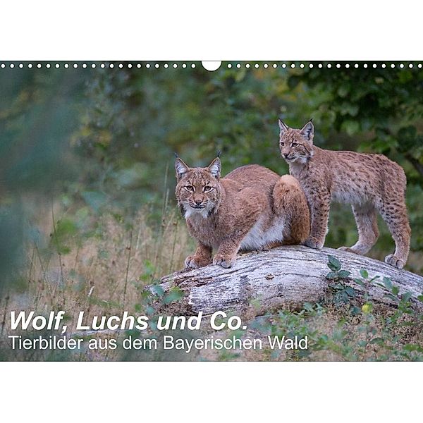 Wolf, Luchs und Co. - Tierbilder aus dem Bayerischen Wald (Wandkalender 2023 DIN A3 quer), Klaus Buchmann, www.klaus-buchmann.de