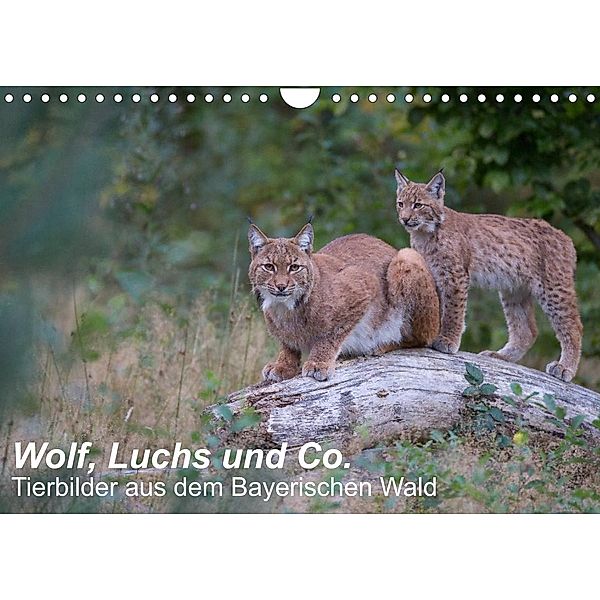 Wolf, Luchs und Co. - Tierbilder aus dem Bayerischen Wald (Wandkalender 2023 DIN A4 quer), Klaus Buchmann, www.klaus-buchmann.de