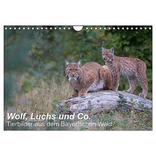 Wolf, Luchs und Co. - Tierbilder aus dem Bayerischen Wald (Wandkalender 2024 DIN A4 quer), CALVENDO Monatskalender, www.klaus-buchmann.de, Klaus Buchmann