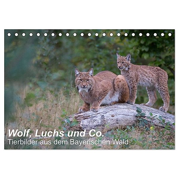 Wolf, Luchs und Co. - Tierbilder aus dem Bayerischen Wald (Tischkalender 2024 DIN A5 quer), CALVENDO Monatskalender, www.klaus-buchmann.de, Klaus Buchmann