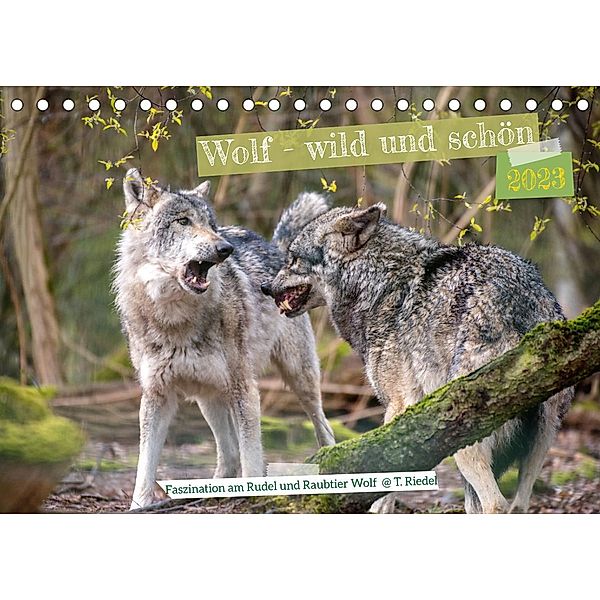 Wolf - wild und schön (Tischkalender 2023 DIN A5 quer), Tanja Riedel