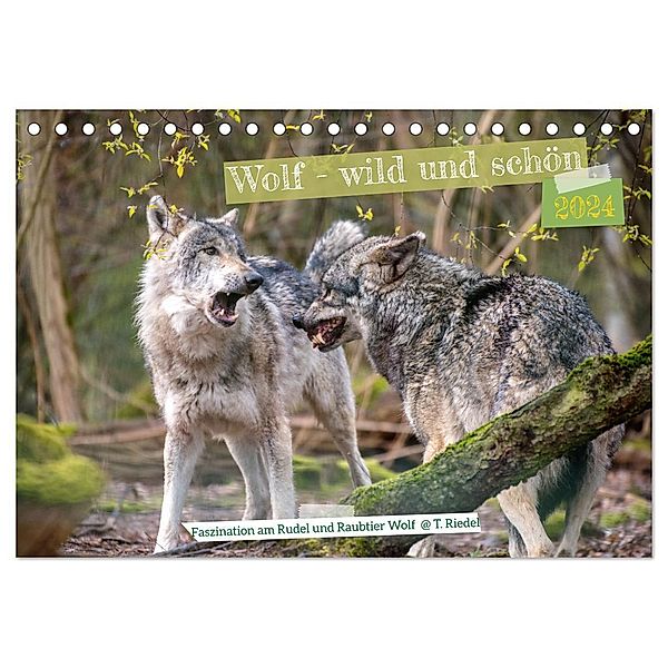 Wolf - wild und schön (Tischkalender 2024 DIN A5 quer), CALVENDO Monatskalender, Tanja Riedel