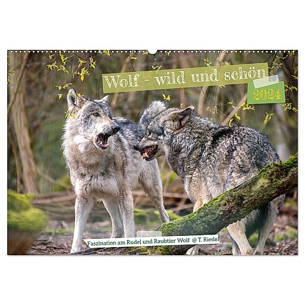 Wolf - wild und schön (Wandkalender 2024 DIN A2 quer), CALVENDO Monatskalender, Tanja Riedel