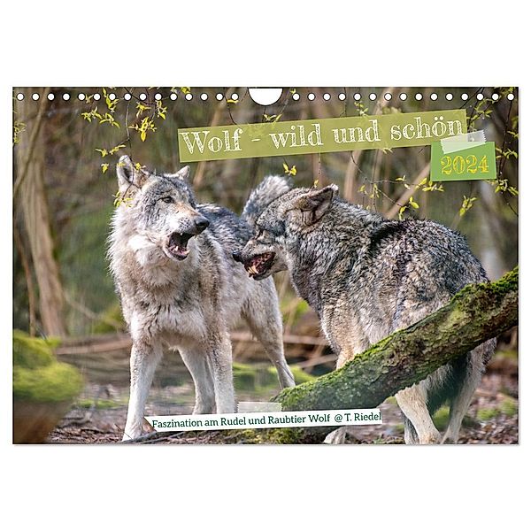 Wolf - wild und schön (Wandkalender 2024 DIN A4 quer), CALVENDO Monatskalender, Tanja Riedel