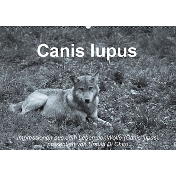 Wolfsblut (Wandkalender 2015 DIN A2 quer), Ursula Di Chito