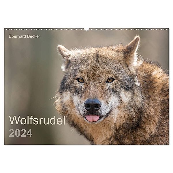 Wolfsrudel (Wandkalender 2024 DIN A2 quer), CALVENDO Monatskalender, Eberhard Becker