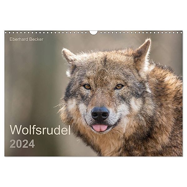 Wolfsrudel (Wandkalender 2024 DIN A3 quer), CALVENDO Monatskalender, Eberhard Becker