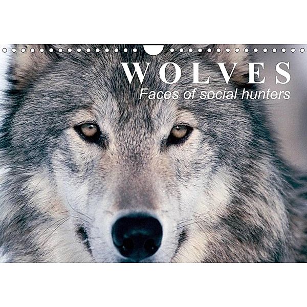 Wolves - Faces of social hunters (Wall Calendar 2023 DIN A4 Landscape), Elisabeth Stanzer