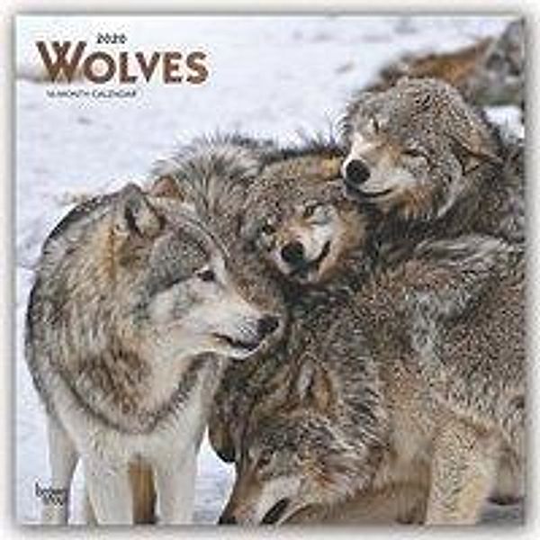 Wolves - Wölfe 2020 - 16-Monatskalender, BrownTrout Publisher
