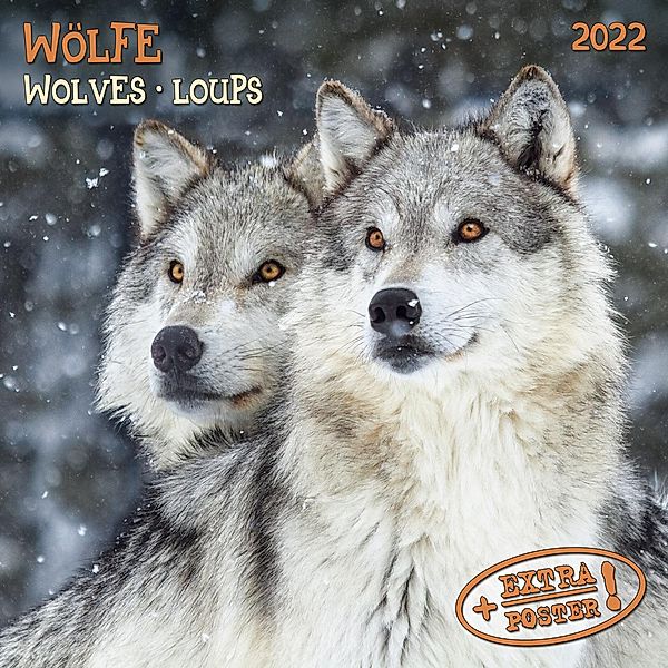 Wolves/Wölfe 2022