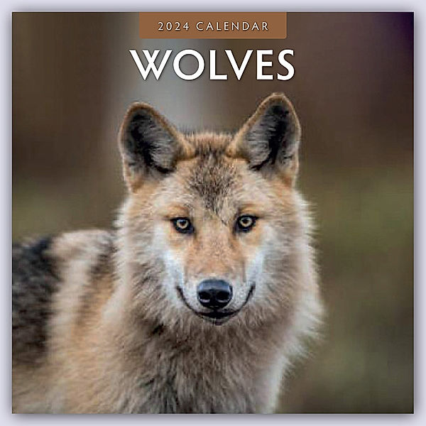 Wolves - Wölfe 2024 - 16-Monatskalender, Red Robin Publishing Ltd