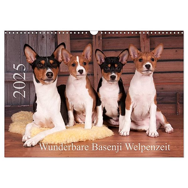 Wunderbare Basenji Welpenzeit (Wandkalender 2025 DIN A3 quer), CALVENDO Monatskalender, Calvendo, Angelika Joswig