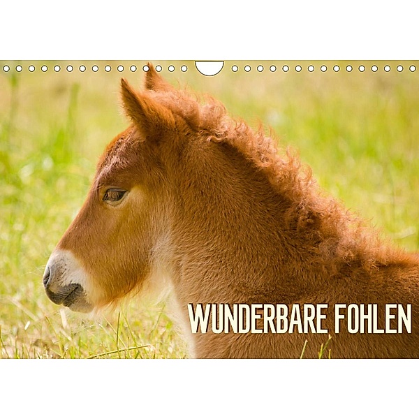 Wunderbare Fohlen (Wandkalender 2023 DIN A4 quer), Brinja Schmidt