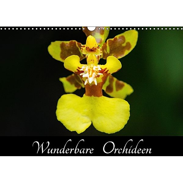 Wunderbare Orchideen (Wandkalender 2018 DIN A3 quer), Jürgen Wöhlke