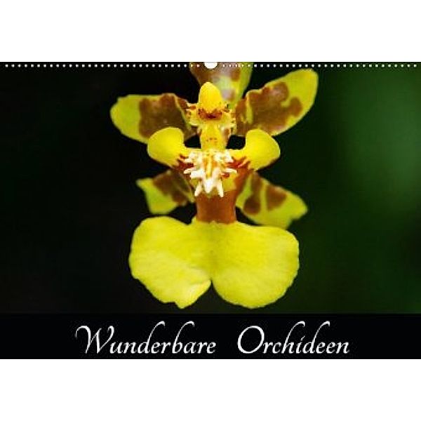 Wunderbare Orchideen (Wandkalender 2020 DIN A2 quer), Jürgen Wöhlke