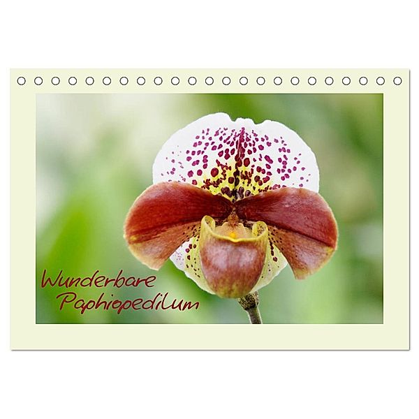 Wunderbare Paphiopedilum (Tischkalender 2025 DIN A5 quer), CALVENDO Monatskalender, Calvendo, Clemens Stenner