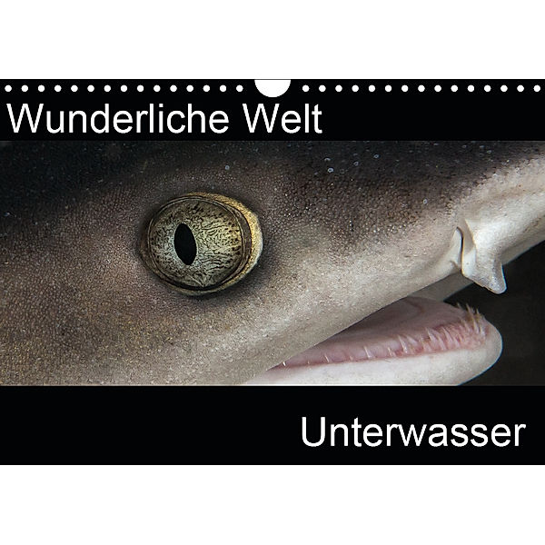 Wunderliche Welt Unterwasser (Wandkalender 2019 DIN A4 quer), Markus Bucher