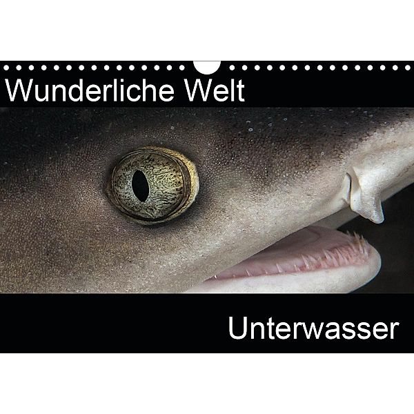 Wunderliche Welt Unterwasser (Wandkalender 2020 DIN A4 quer), Markus Bucher