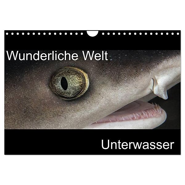Wunderliche Welt Unterwasser (Wandkalender 2024 DIN A4 quer), CALVENDO Monatskalender, Markus Bucher