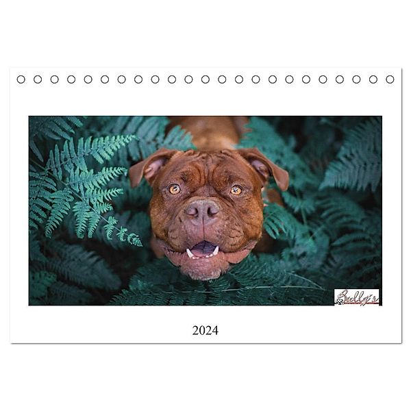Wunderschöne Bulldoggen (Tischkalender 2024 DIN A5 quer), CALVENDO Monatskalender, Power Video Verlags GmbH