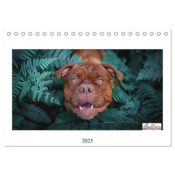 Wunderschöne Bulldoggen (Tischkalender 2025 DIN A5 quer), CALVENDO Monatskalender, Calvendo, Power Video Verlags GmbH