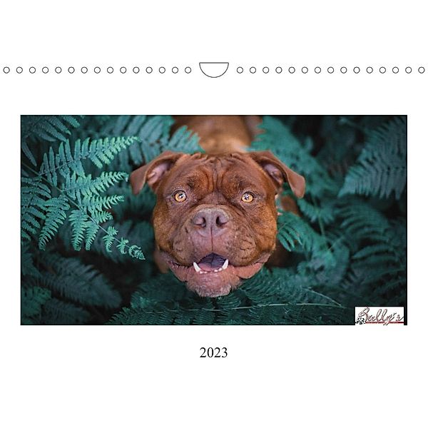 Wunderschöne Bulldoggen (Wandkalender 2023 DIN A4 quer), Power Video Verlags GmbH