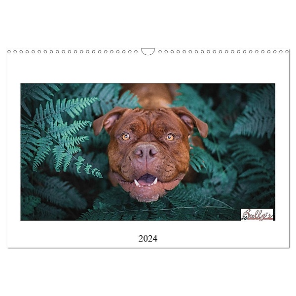 Wunderschöne Bulldoggen (Wandkalender 2024 DIN A3 quer), CALVENDO Monatskalender, Power Video Verlags GmbH