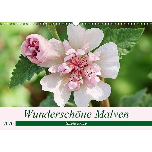 Wunderschöne Malven (Wandkalender 2020 DIN A3 quer), Gisela Kruse