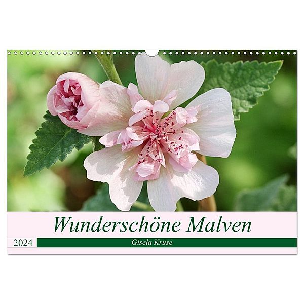 Wunderschöne Malven (Wandkalender 2024 DIN A3 quer), CALVENDO Monatskalender, Gisela Kruse