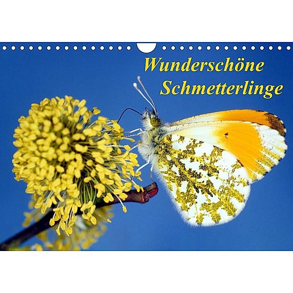 Wunderschöne Schmetterlinge (Wandkalender 2023 DIN A4 quer), lothar reupert