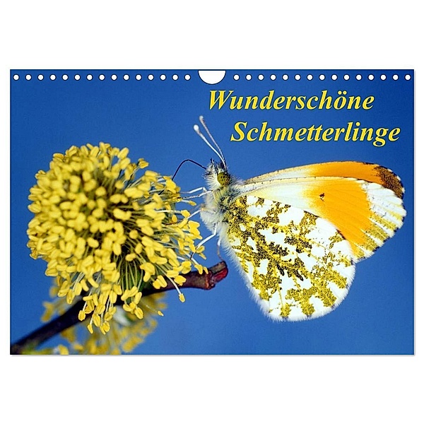 Wunderschöne Schmetterlinge (Wandkalender 2024 DIN A4 quer), CALVENDO Monatskalender, lothar reupert