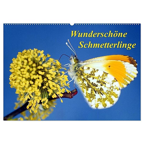 Wunderschöne Schmetterlinge (Wandkalender 2025 DIN A2 quer), CALVENDO Monatskalender, Calvendo, lothar reupert