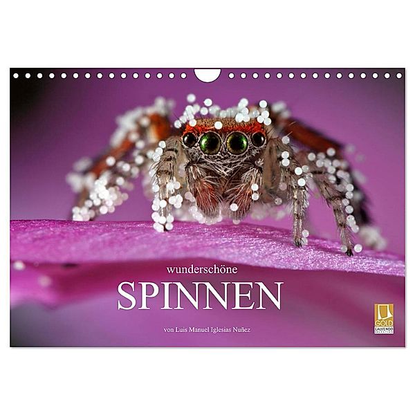 Wunderschöne Spinnen (Wandkalender 2024 DIN A4 quer), CALVENDO Monatskalender, Luis Manuel Iglesias Nuñez