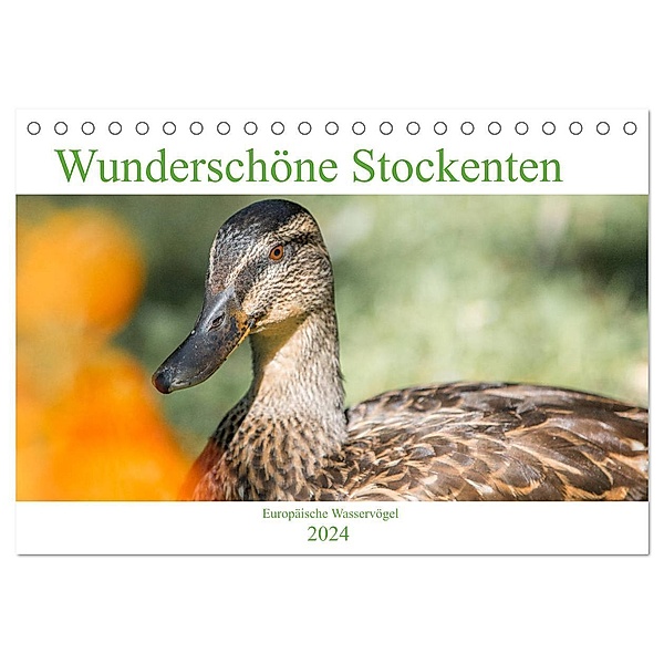 Wunderschöne Stockenten - Europäische Wasservögel (Tischkalender 2024 DIN A5 quer), CALVENDO Monatskalender, pixs:sell