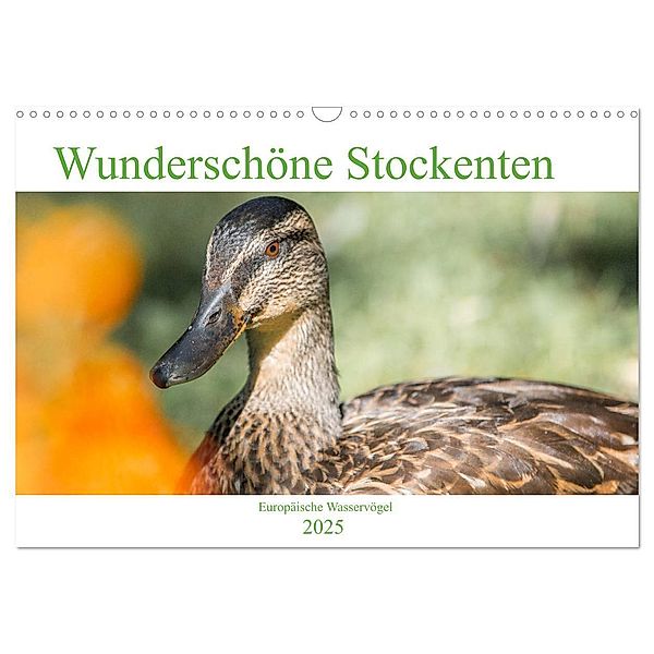 Wunderschöne Stockenten - Europäische Wasservögel (Wandkalender 2025 DIN A3 quer), CALVENDO Monatskalender, Calvendo, pixs:sell