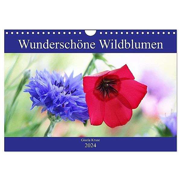 Wunderschöne Wildblumen (Wandkalender 2024 DIN A4 quer), CALVENDO Monatskalender, Gisela Kruse