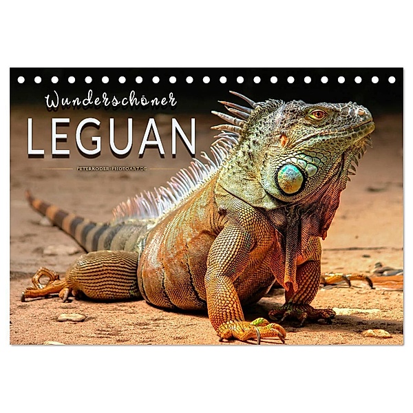 Wunderschöner Leguan (Tischkalender 2024 DIN A5 quer), CALVENDO Monatskalender, Peter Roder